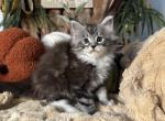 Planets Litter - Maine Coon Kitten For Sale - 