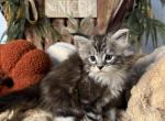 Venus - Maine Coon Kitten For Sale - 