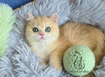 Honey - British Shorthair Kitten For Sale - TN&comma; US