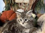 Jupiter aka Moto Moto - Maine Coon Kitten For Sale - 
