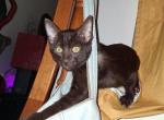 We have names but you can name them - Havana Brown Kitten For Adoption - Manhattan&comma; NY&comma; US