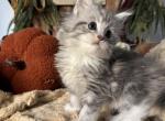 Mars - Maine Coon Kitten For Sale - 