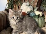 Earth - Maine Coon Kitten For Sale - Moscow Mills&comma; MO&comma; US