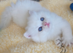 Kris - British Shorthair Kitten For Sale - TN&comma; US