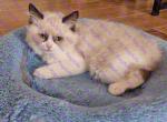 Clark Seal Bicolor Ragdoll Kitten - Ragdoll Kitten For Sale - Amherst&comma; NY&comma; US