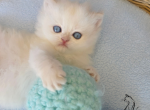 Kaia - British Shorthair Cat For Sale - TN&comma; US
