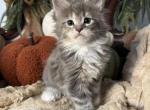 Mercury - Maine Coon Kitten For Sale - Moscow Mills&comma; MO&comma; US