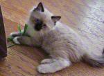 Biggie Rare Seal Tortie Mitted Ragdoll Kitten - Ragdoll Kitten For Sale - Amherst&comma; NY&comma; US