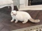 Scottish Fold Color Point Male - Scottish Fold Kitten For Sale - Orlando&comma; FL&comma; US