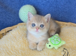 Kairo - British Shorthair Kitten For Sale - TN&comma; US
