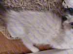 Leia Rare Seal Tortie Mitted Ragdoll Kitten - Ragdoll Kitten For Sale - Amherst&comma; NY&comma; US