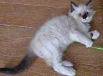 Luke Seal Mitted Ragdoll Kitten - Ragdoll Kitten For Sale - Amherst&comma; NY&comma; US