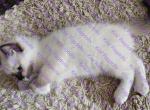 Mort Chocolate Mitted Ragdoll Kitten - Ragdoll Kitten For Sale - Amherst&comma; NY&comma; US