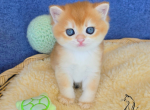 Kenzo - British Shorthair Kitten For Sale - TN&comma; US