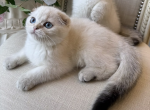 Scottish Fold Seal Male Point - Scottish Fold Kitten For Sale - Orlando&comma; FL&comma; US