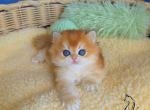 Kevin - British Shorthair Kitten For Sale - TN&comma; US