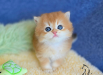 Kaiser - British Shorthair Kitten For Sale - TN&comma; US
