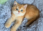 Jasmine - British Shorthair Kitten For Sale - TN&comma; US
