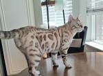 Mellow - Bengal Cat For Sale - Modesto&comma; CA&comma; US
