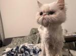 Sally - Persian Cat For Sale - Gainesville&comma; FL&comma; US