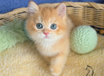 Jasper - British Shorthair Kitten For Sale - TN&comma; US