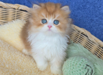 Jordan - British Shorthair Kitten For Sale - TN&comma; US