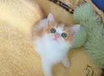Jonathan - British Shorthair Kitten For Sale - TN&comma; US
