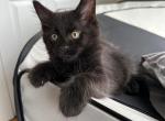 Black male - Maine Coon Kitten For Sale - Waterford&comma; ME&comma; US