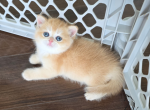 Jolie - British Shorthair Kitten For Sale - TN&comma; US