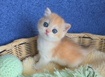 Louis - British Shorthair Kitten For Sale - TN&comma; US