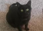 Christmas - Domestic Cat For Adoption - W Des Moines&comma; IA&comma; US