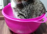 Thomas - Domestic Cat For Adoption - W Des Moines&comma; IA&comma; US