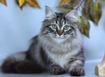 Gemma - Siberian Kitten For Sale - Pembroke Pines&comma; FL&comma; US