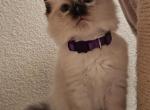 Maffin - Ragdoll Kitten For Sale - 