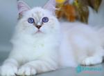 Gala - Siberian Kitten For Sale - Pembroke Pines&comma; FL&comma; US