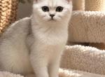 Nemo - British Shorthair Kitten For Sale - Las Vegas&comma; NV&comma; US