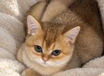 Simona - British Shorthair Kitten For Sale - Phoenix&comma; AZ&comma; US