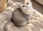 Jelly - British Shorthair Kitten For Sale - Phoenix&comma; AZ&comma; US