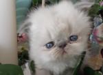 Faith's kittens - Persian Kitten For Sale - Winter Haven&comma; FL&comma; US