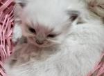Sofia kittens - Persian Kitten For Sale - Winter Haven&comma; FL&comma; US