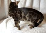 Double Charcoal female Sale or Trade considered - Bengal Kitten For Sale - Lockport&comma; NY&comma; US