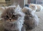 smokey silver boy and calico girl - Persian Kitten For Sale - San Diego&comma; CA&comma; US
