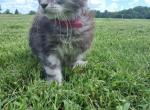 Zelda - Maine Coon Kitten For Sale - 