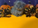 Eddie - Scottish Fold Kitten For Sale - Albion&comma; MI&comma; US