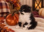 Iggy  Flash sale - Selkirk Rex Kitten For Sale - Albion&comma; MI&comma; US