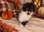 Iggy - Selkirk Rex Kitten For Sale - Albion&comma; MI&comma; US