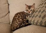 High quality Bengal girl - Bengal Kitten For Sale - 