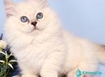Diana - Munchkin Kitten For Sale - Pembroke Pines&comma; FL&comma; US