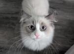 Sunnie - Ragdoll Kitten For Sale - 
