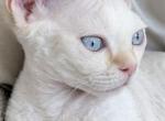 Cloud - Devon Rex Kitten For Sale - Oak Hills&comma; CA&comma; US